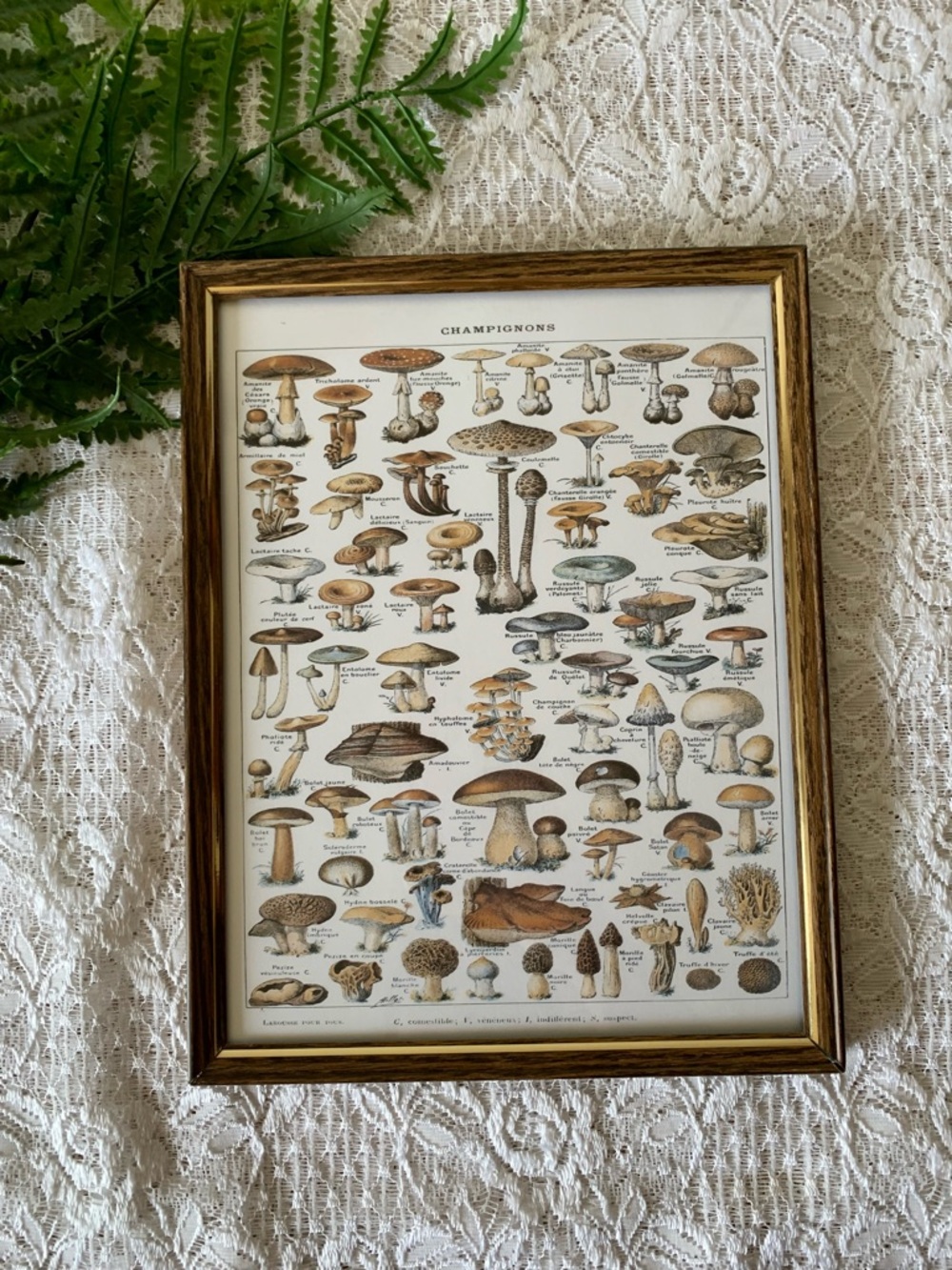 Vintage Framed Champignons Mushroom Decor 8.5” x 11”